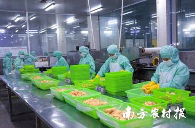 面包蝦、鳳尾蝦.年產(chǎn)量超2500噸!電白喊你來嘗對蝦預制菜